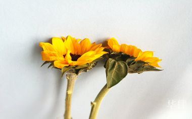 交强险自己全责赔付规定及车划了保险理赔报案方法