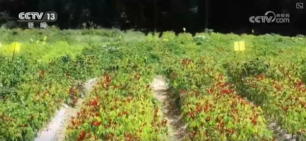 今日生猪价格最新走势_元旦粮油产品供应充足_蔬菜市场供应保障