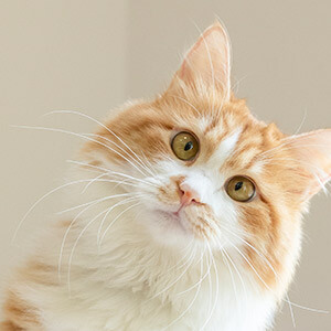 公司向股东分红要交多少个税_股东分红个人所得税什么时候交_股东分红个人所得税税率