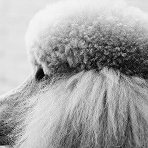 公司向股东分红要交多少个税_股东分红个人所得税什么时候交_股东分红个人所得税税率